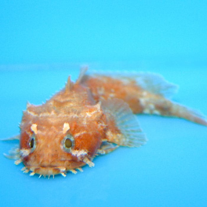 Toadfish; Orange; Atl. - Antennarius sp.