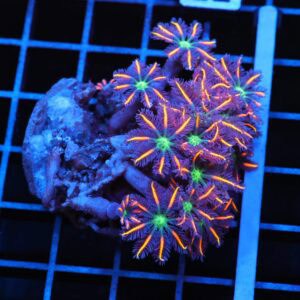 J77 - INDO GLOVE POLYP FIREWORKS
