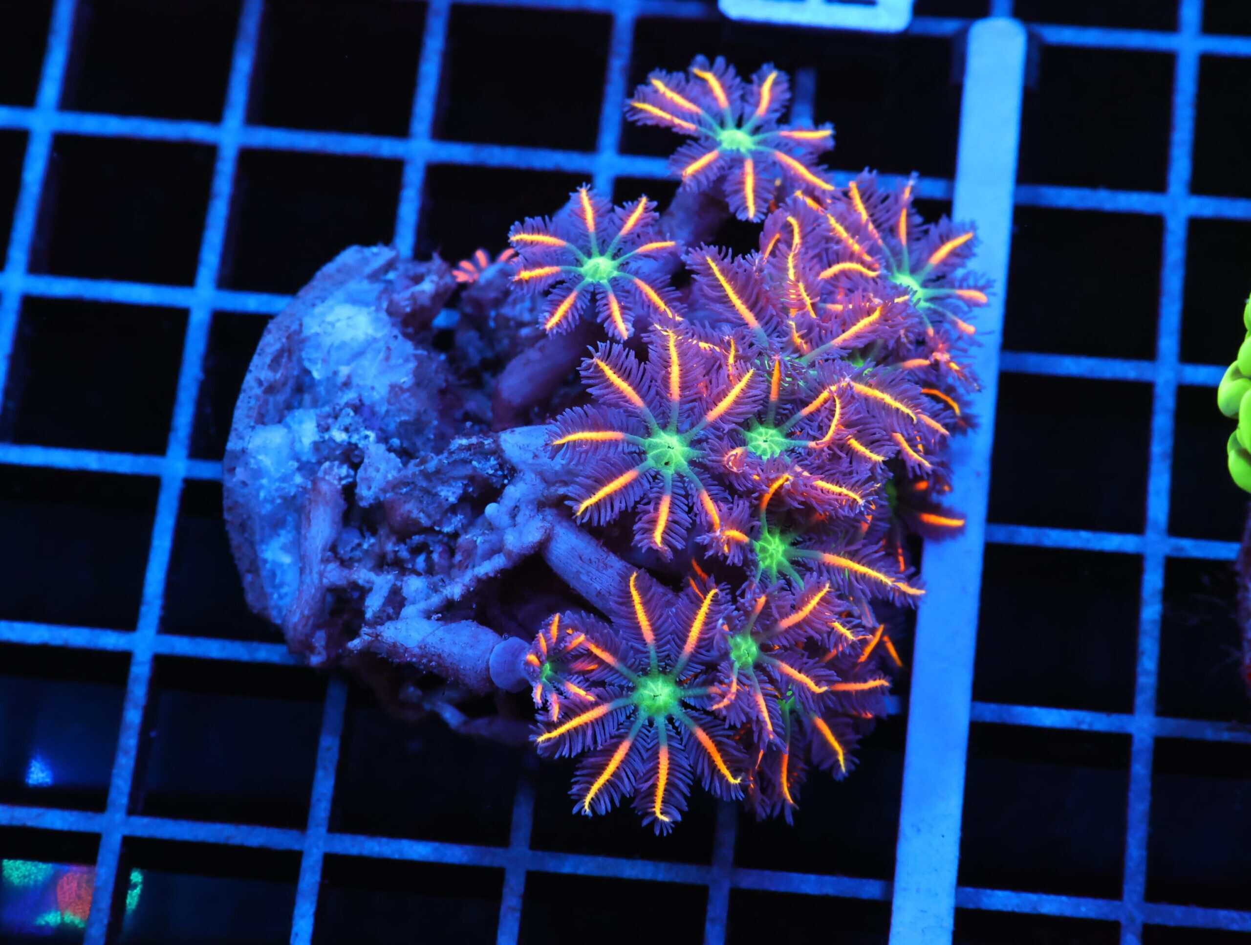 J77 - INDO GLOVE POLYP FIREWORKS