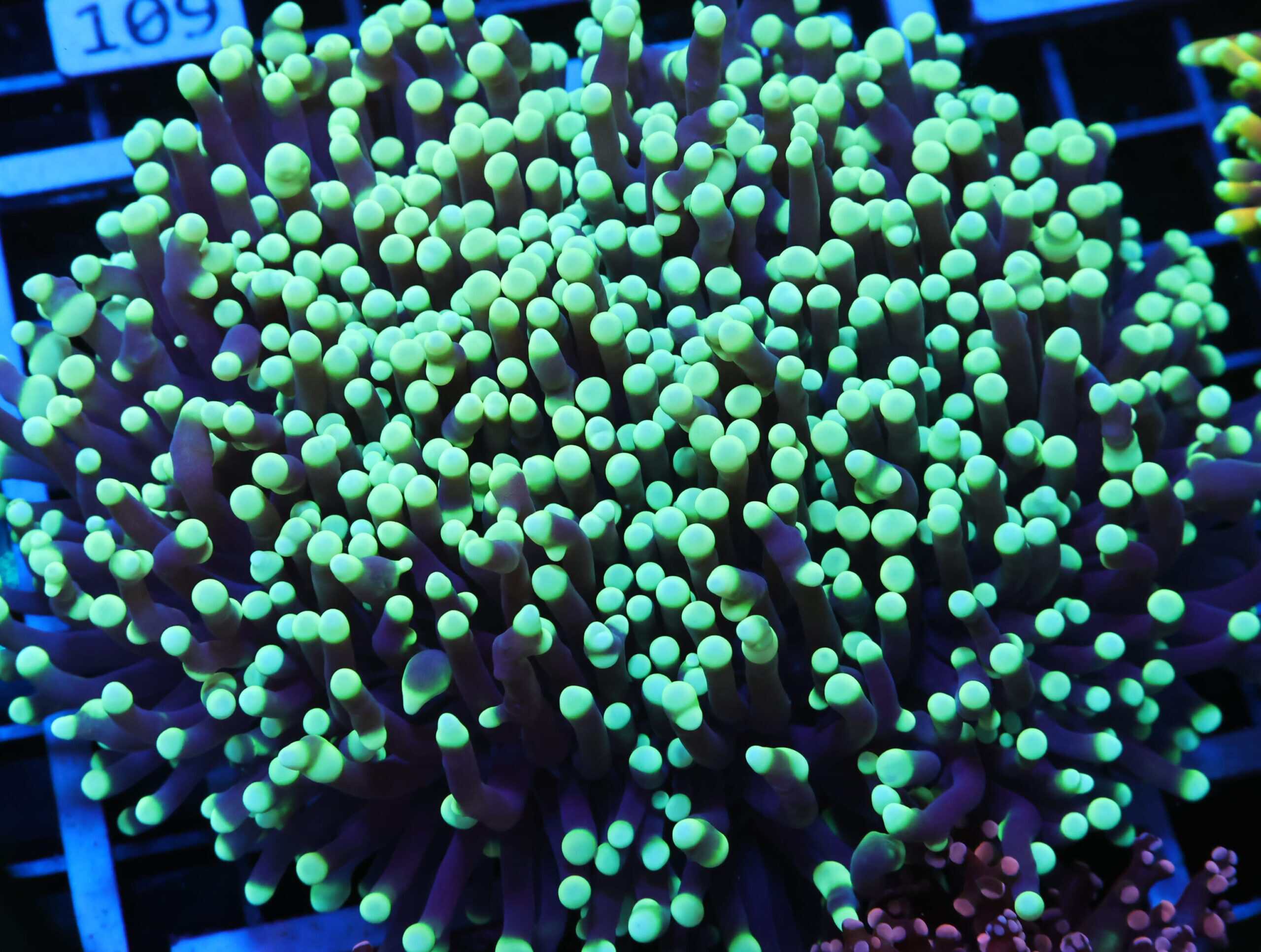 J104 - AUSSIE TORCH GREEN TIP PURPLE 5 HEAD