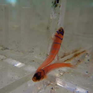 Goby: Catalina; T.R.
