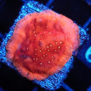 SDC Leptoseris; Mr Sparkle