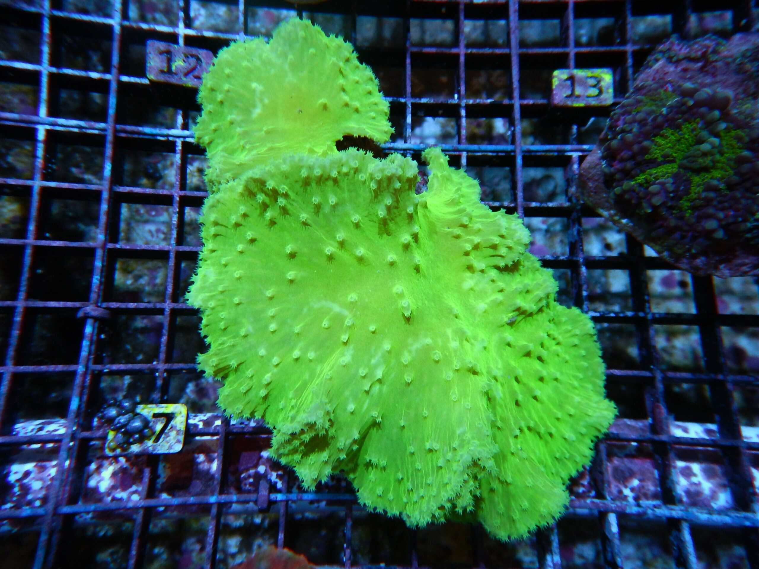 Leather: Flower; Neon Green