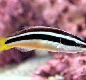 Wrasse: Yellowtail Cleaner