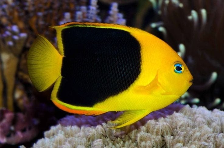 Rock Beauty Angel; Atl. - Holacanthus tricolor