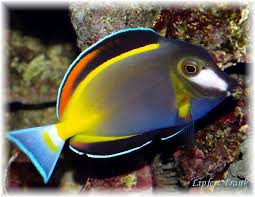 Powder Brown Surgeon - Acanthurus japonicus