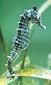 Erectus Seahorse: Black; Atl. Hippocampus erectus - CITES REQUIRED FOR EXPORTS