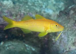 Yellow Goatfish; Fiji - Parupeneus cyclostomus