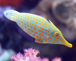 File: Orange Spot