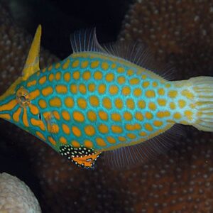 File: Orange Spot; Fiji