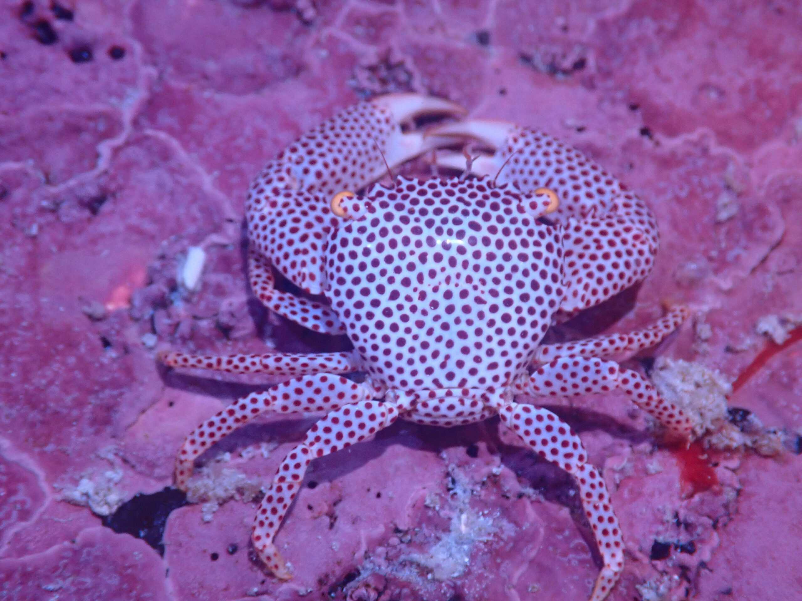 Crab: Coral Commensal