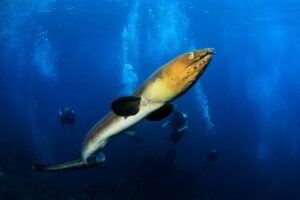 Blacksaddle Snake Eel