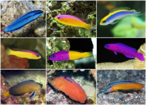 *** PSEUDOCHROMIS ***
