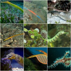 *** PIPEFISH ***