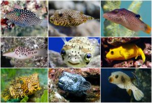 *** PUFFER FISH ***