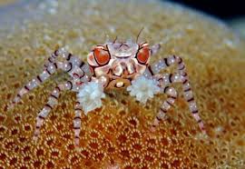Crab: Pom Pom