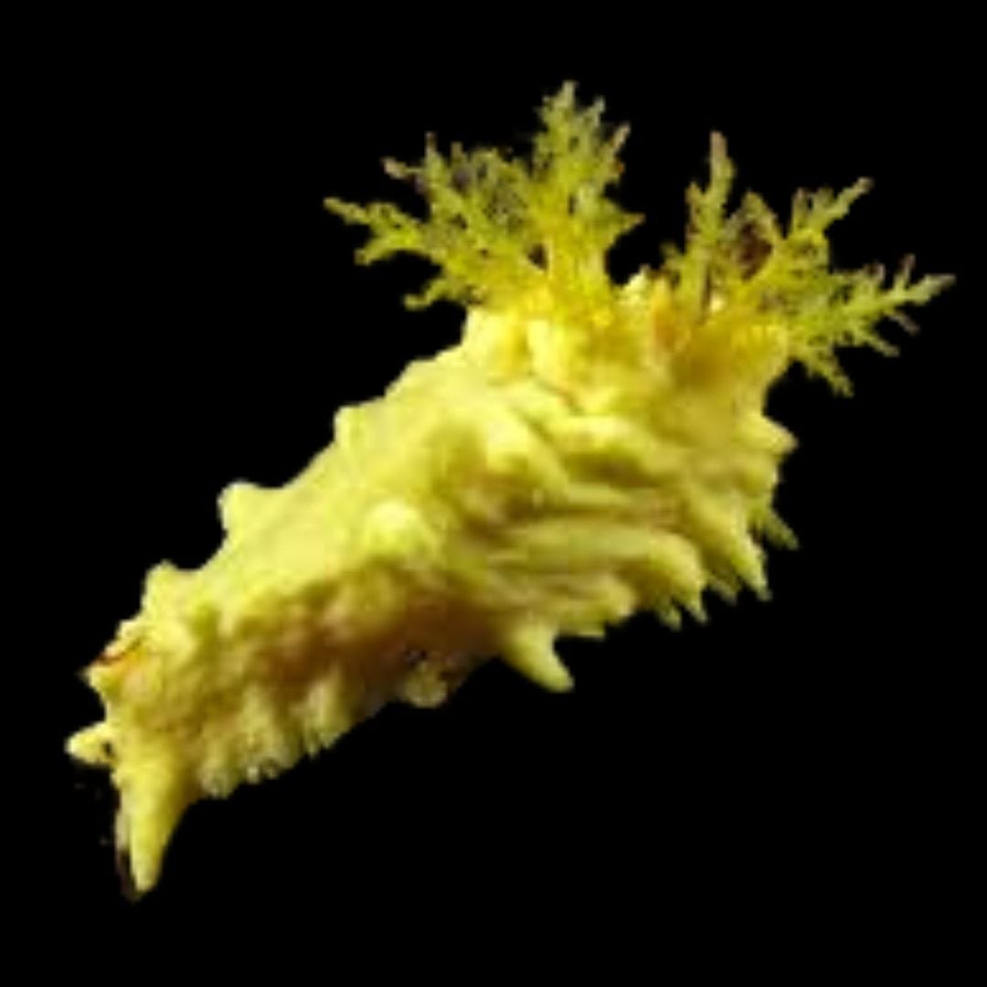 Yellow Cucumber - Stichopus sp.