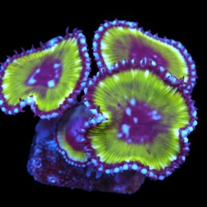 SDC Polyp: Grandis Palythoa