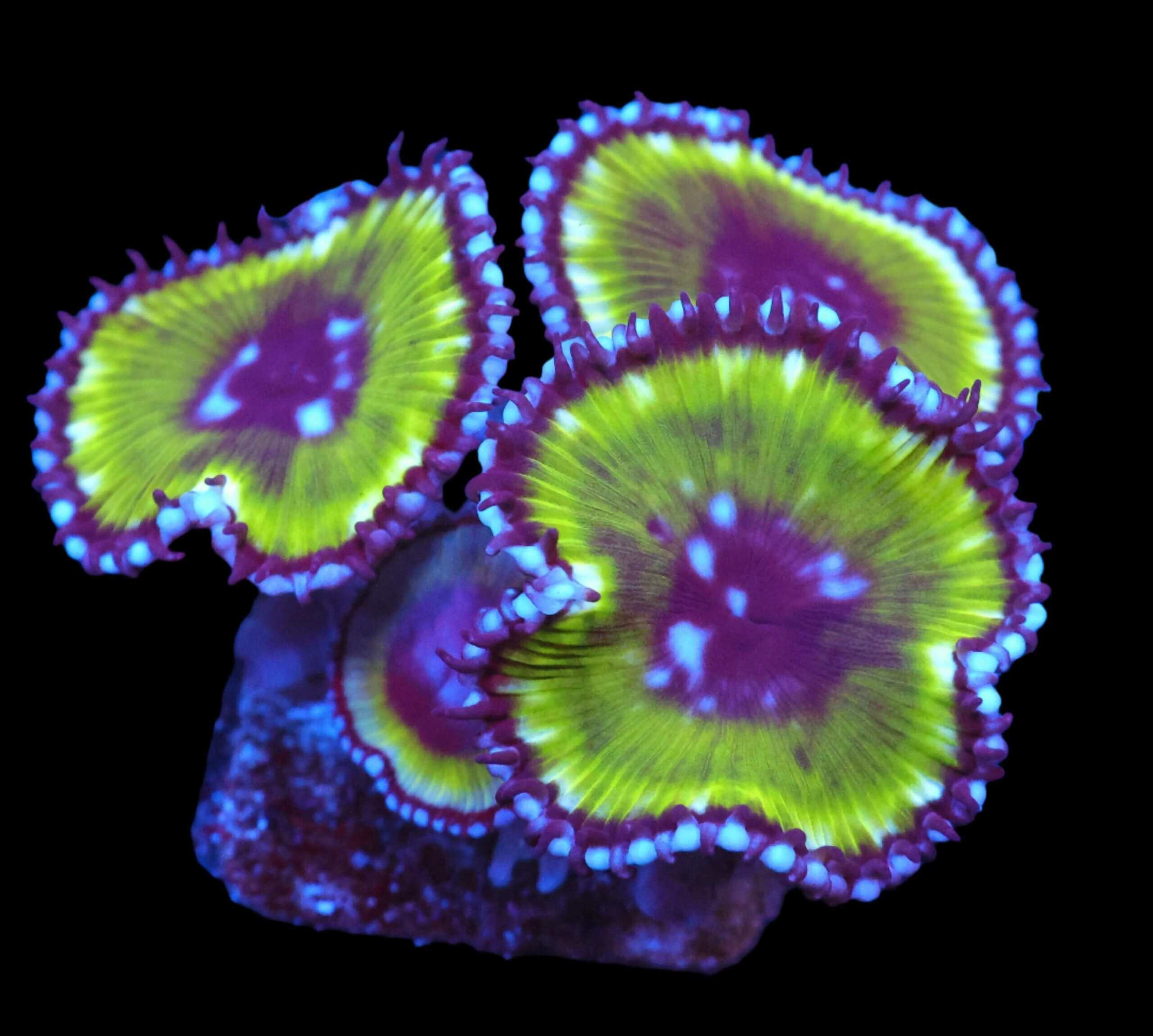 SDC Grandis Palythoa; Cultured - Palythoa sp.