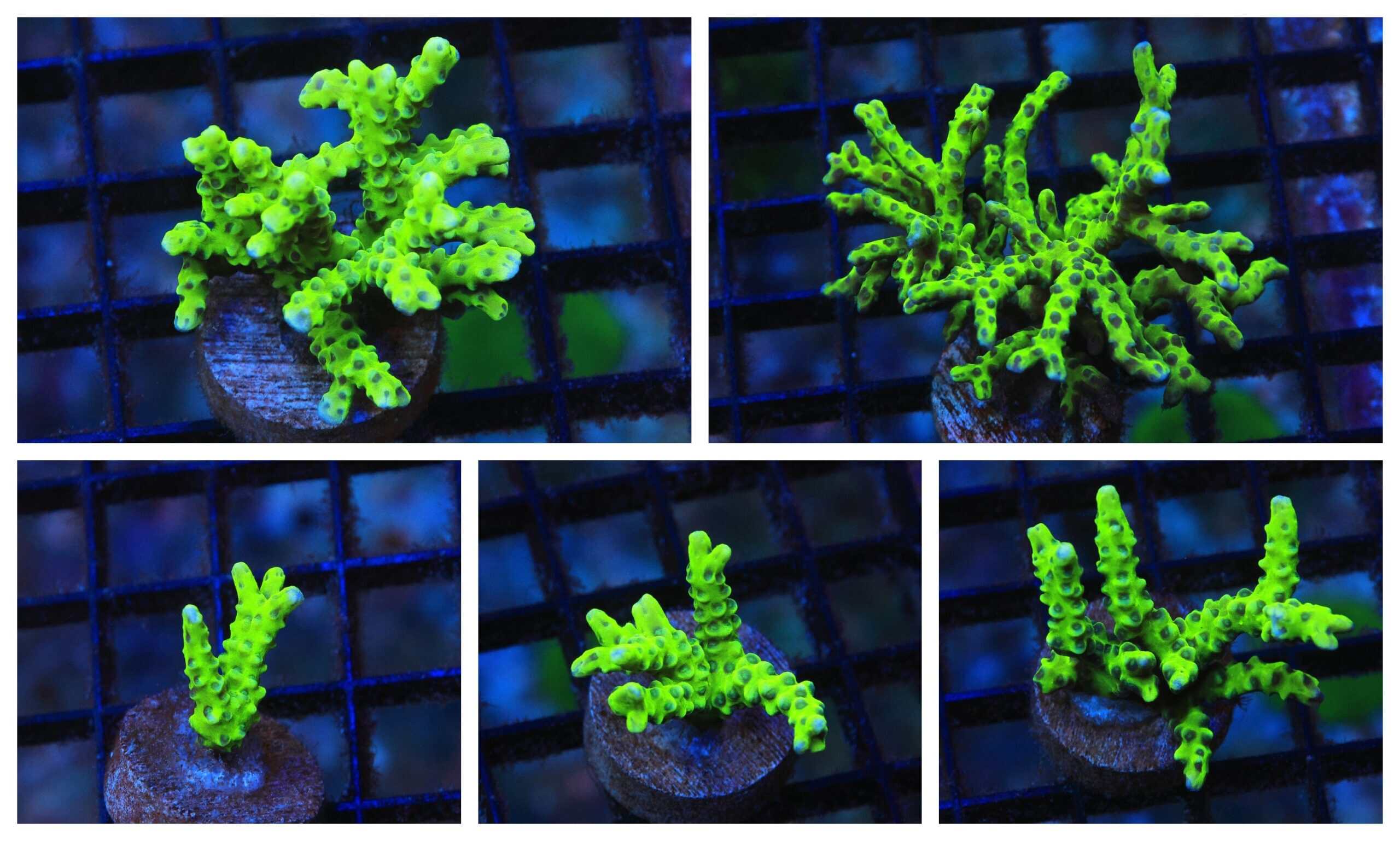 SDC Green Goblin Anacropora; Cultured - Anancropora forbesi
