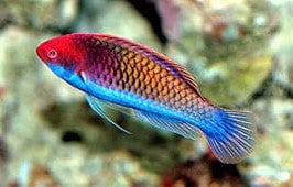 Blue Sided Fairy Wrasse; Male - Cirrhilabrus cyanopleura