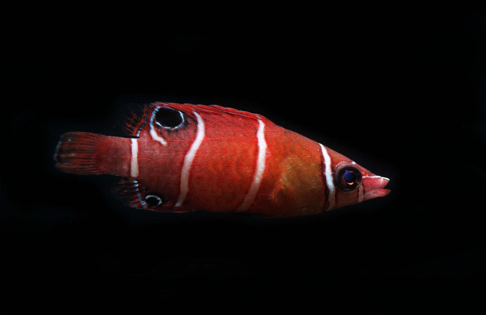 Wrasse: Red Pygmy Possum