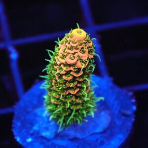 SDC Acropora; Fuzzy Navel