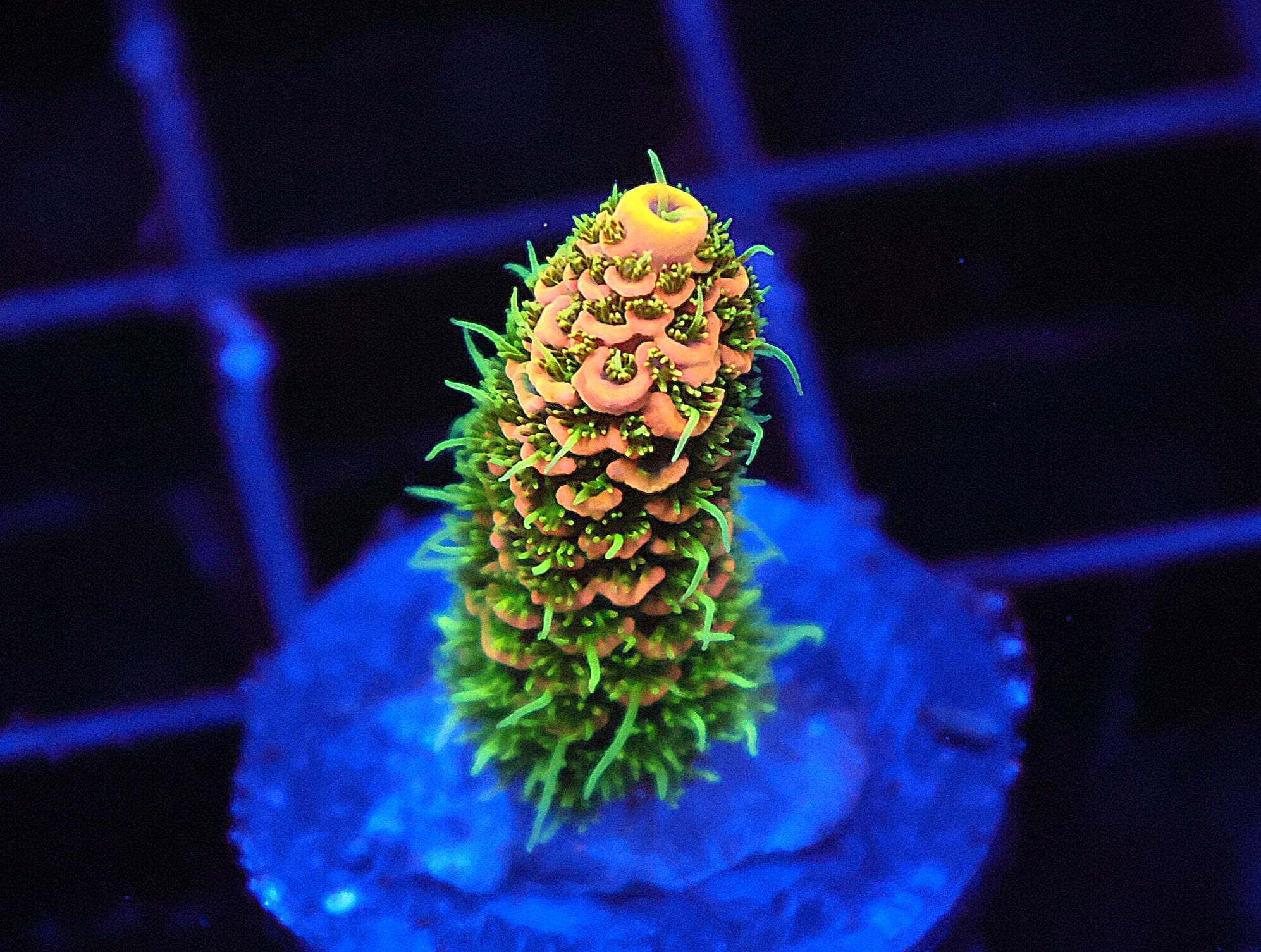 SDC Acropora; Fuzzy Navel