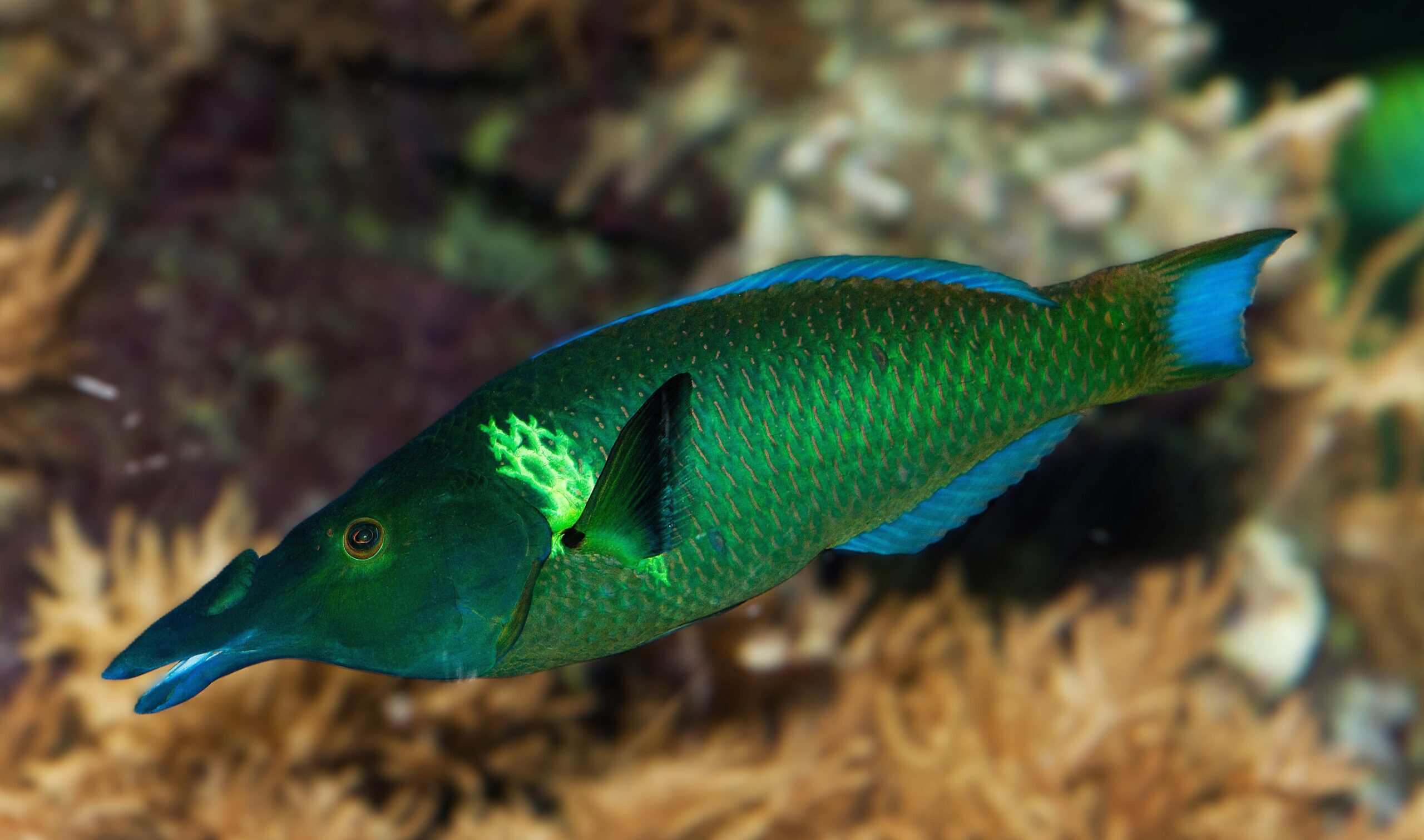 Wrasse: Green Bird; Red Sea