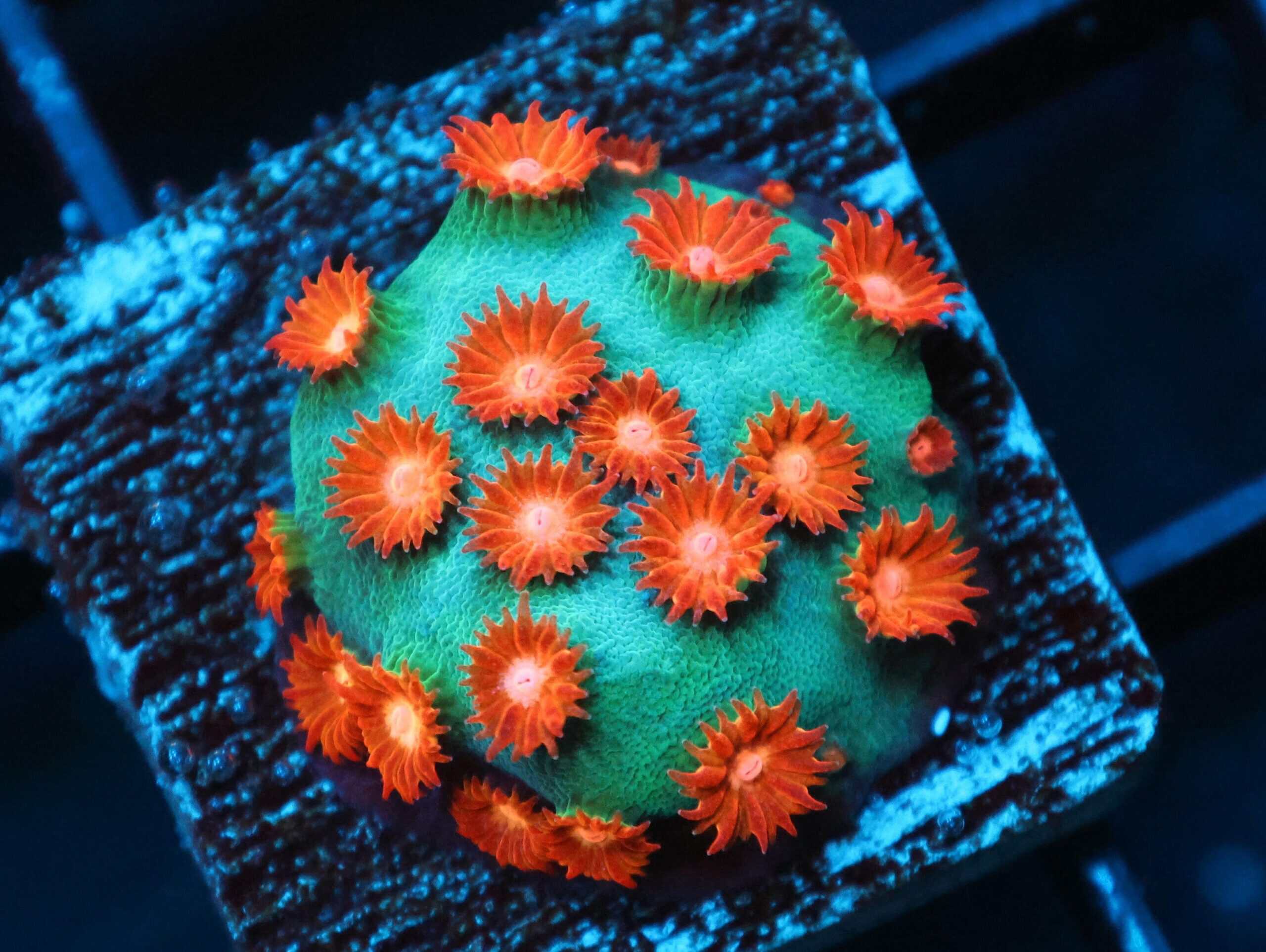 SDC Cyphastrea: Meteor Shower Cult