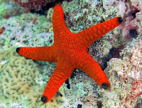 Starfish: Marble; Red