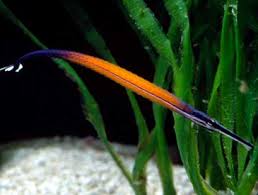 Pipefish: Janssi