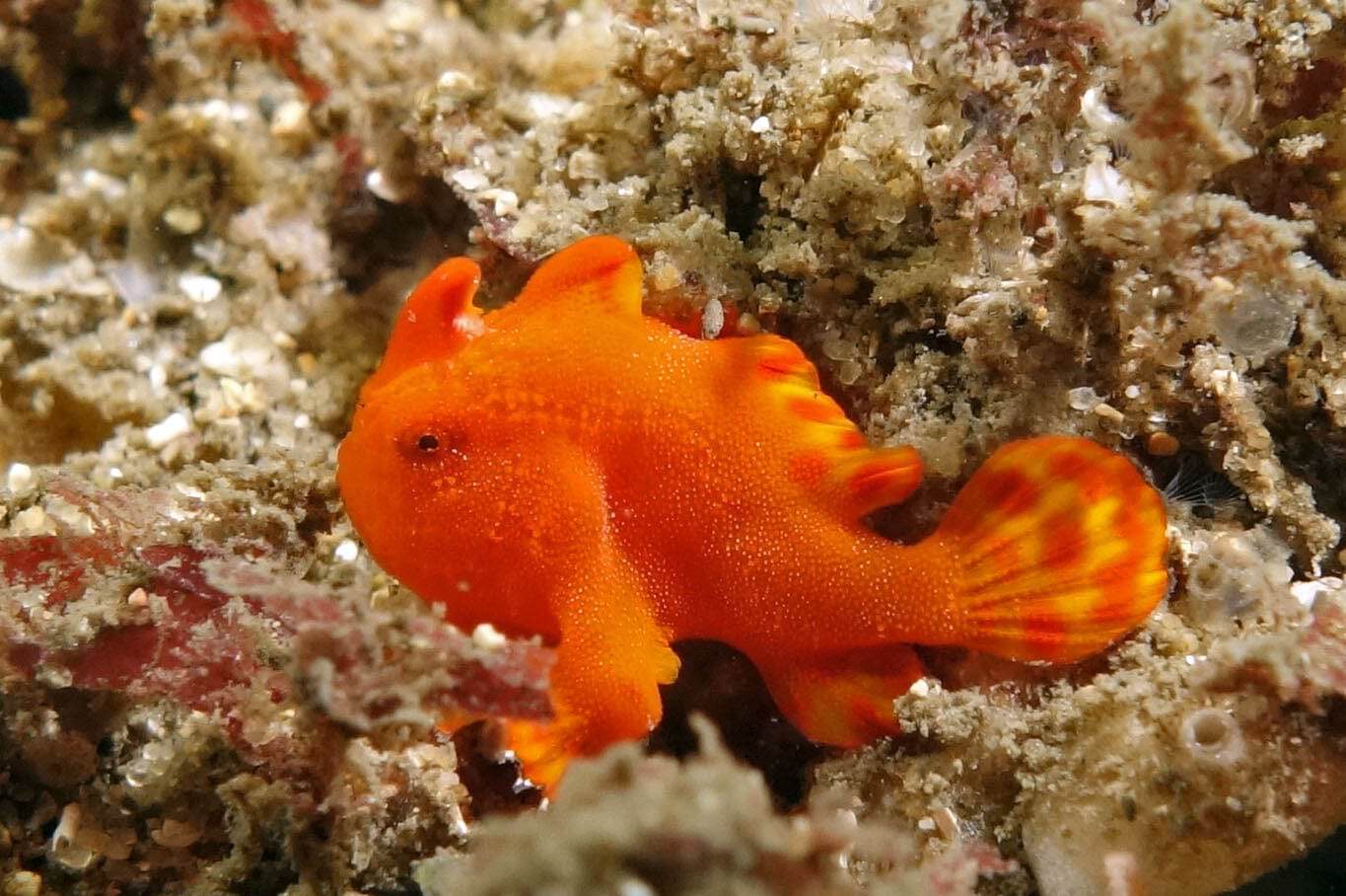 Angler: Orange