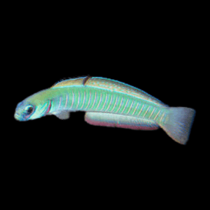 Goby: Bar