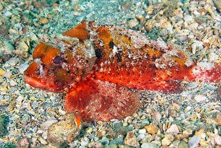 Scorpionfish: Atl