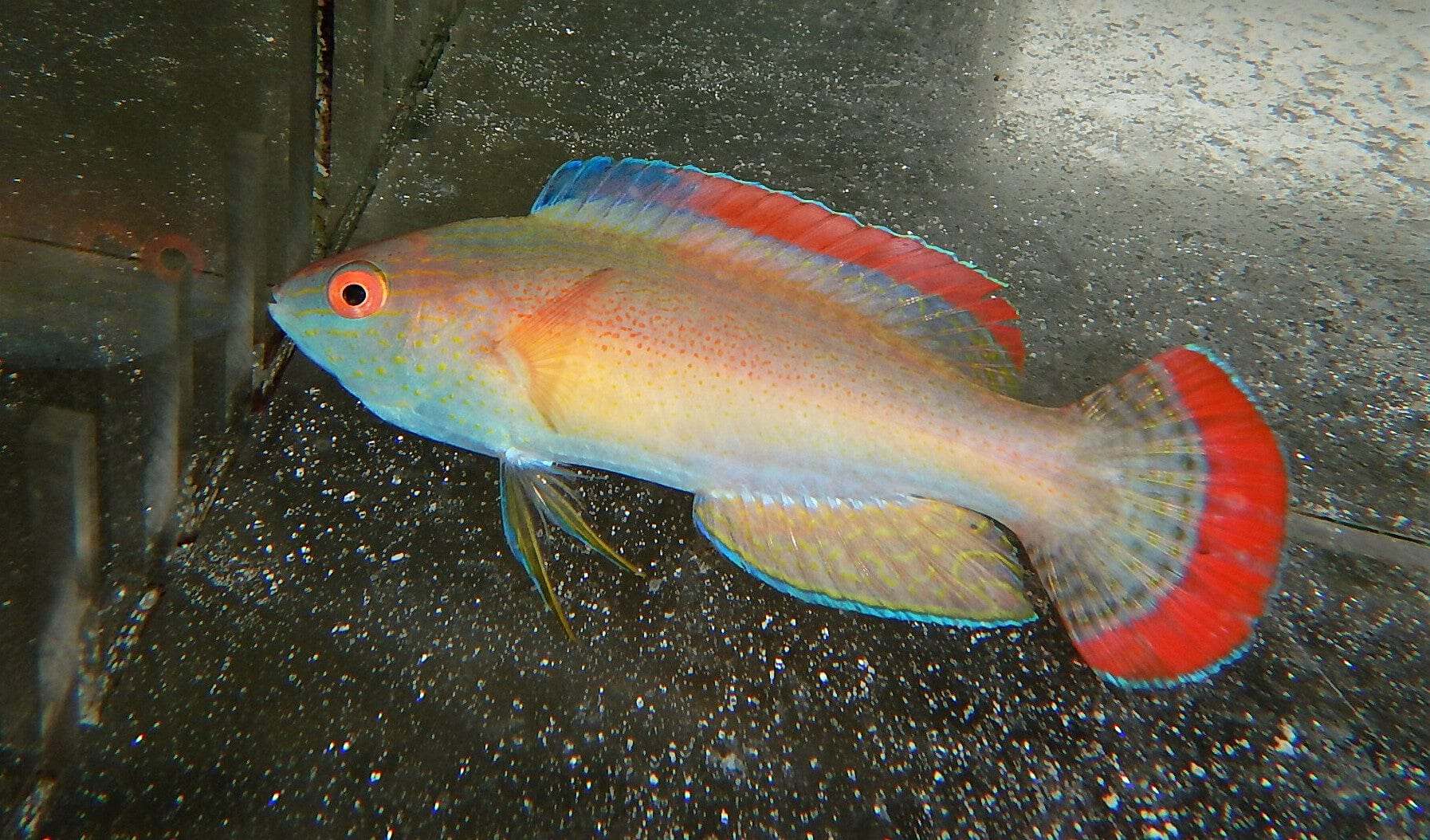 Wrasse: Red Margin Fairy; Male