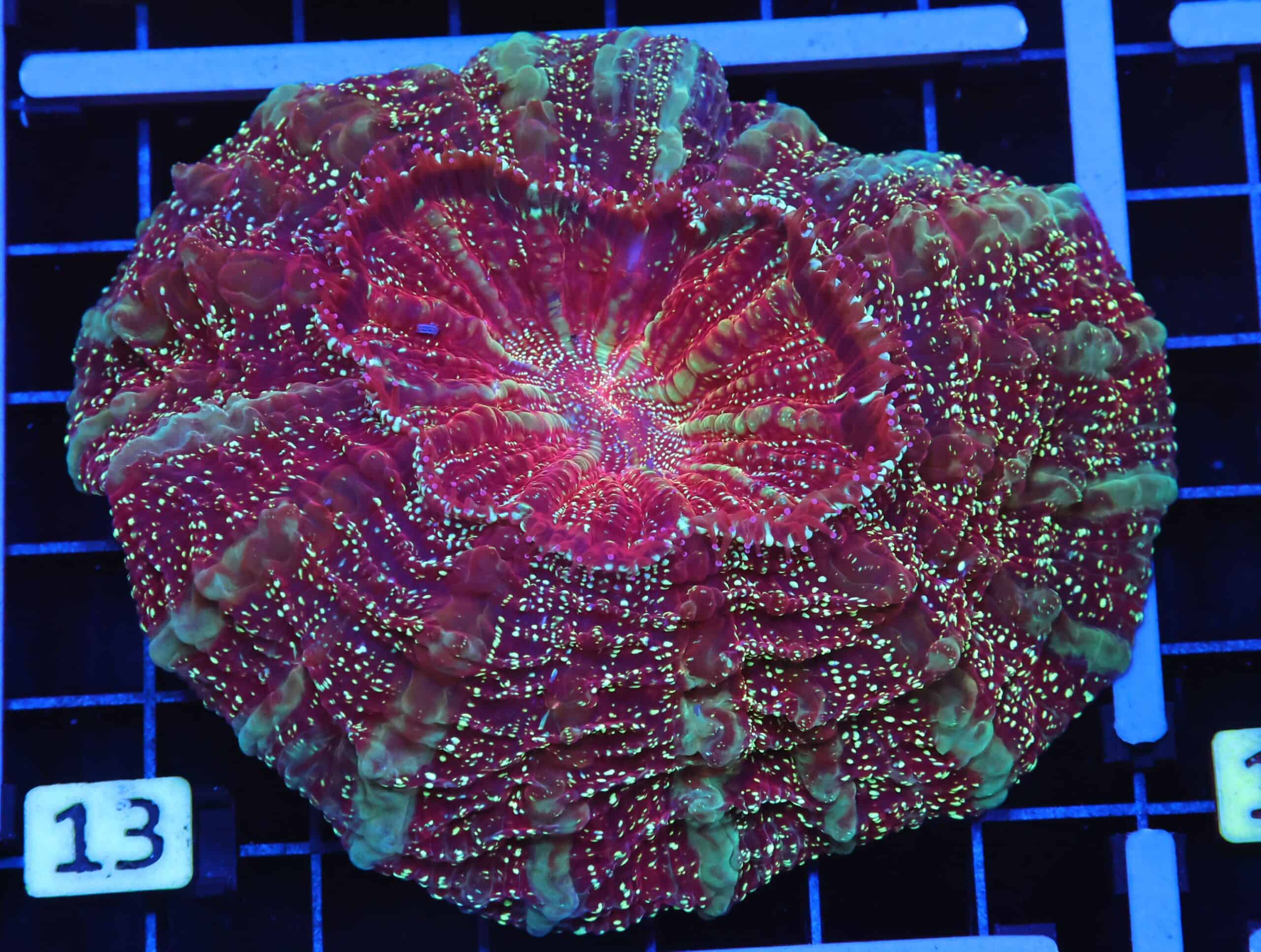 B13 -MALAYSIAN SPACE DUST ACANTHOPHYLLIA