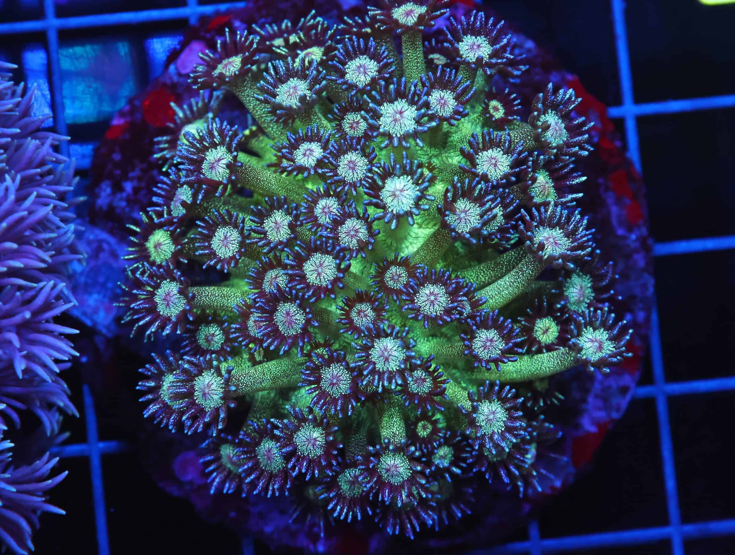 B48 -INDO GLITTER BOMB GONIOPORA