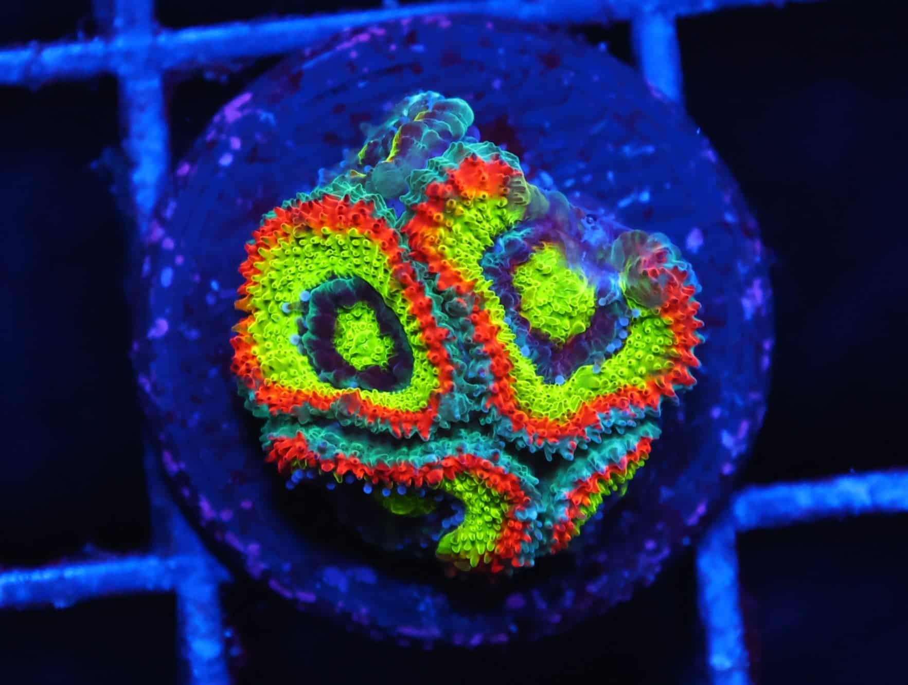 C06 - SDC HOLY GRAIL MICROMUSSA