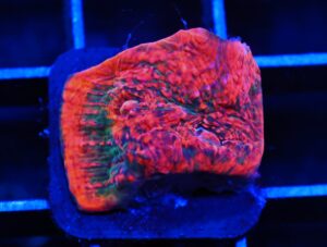 C155 - SDC ACROPORA ASST. PREMIUM XL FRAG