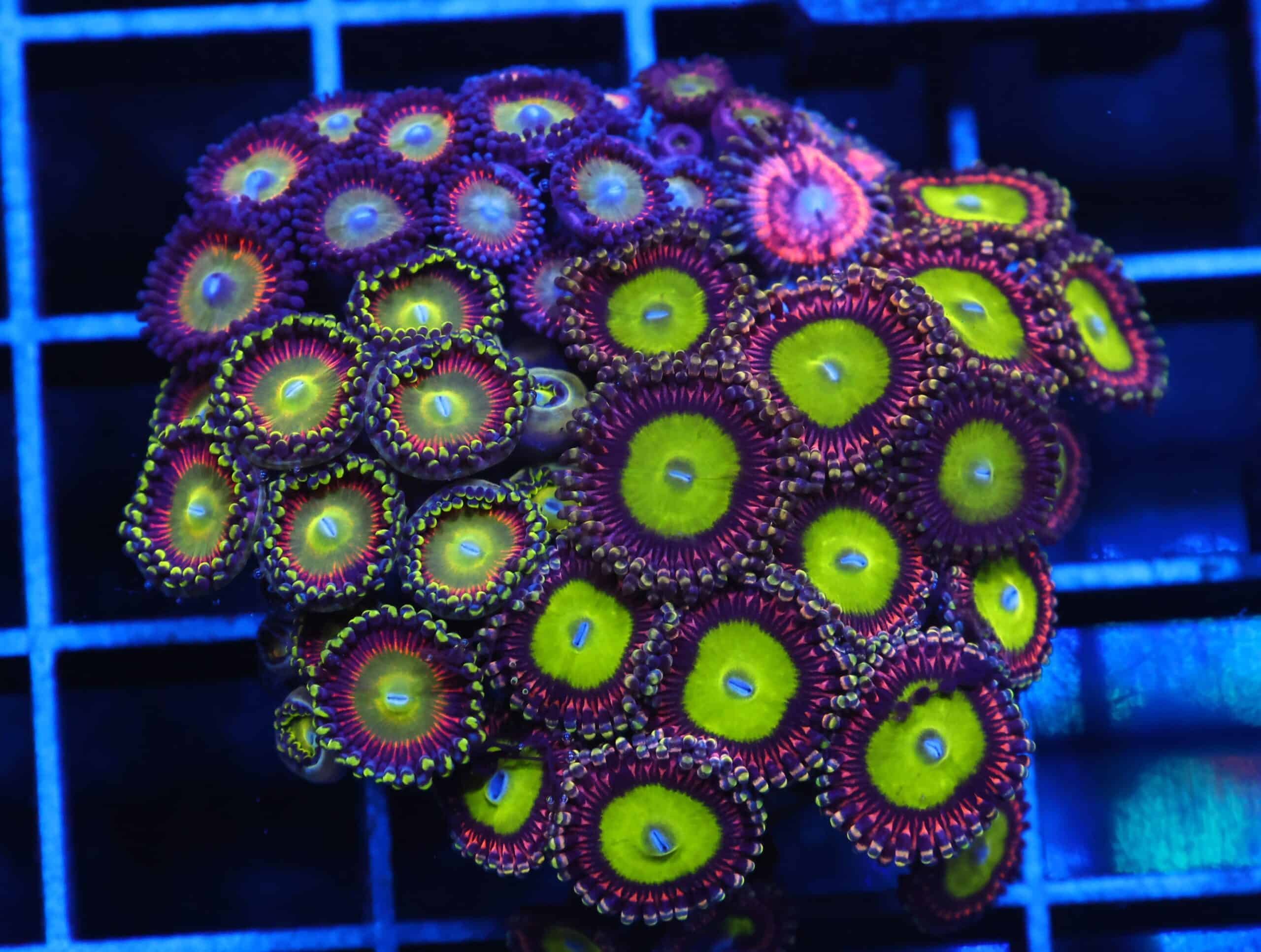 C165 - CULTURED ZOA GARDEN