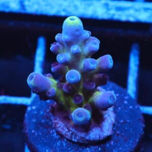 C287 - SDC AUS GOLD TORT ACRO