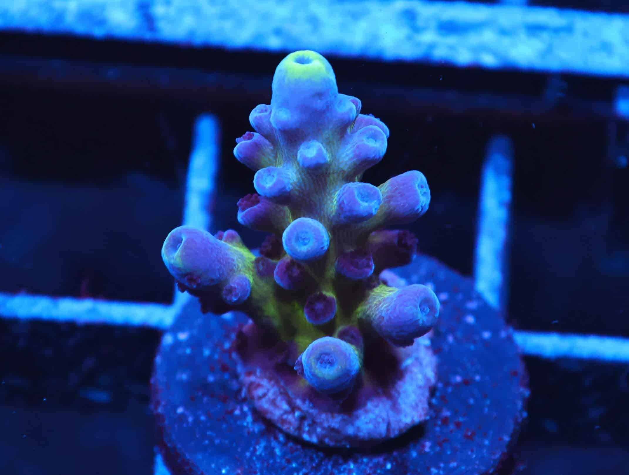 C287 - SDC AUS GOLD TORT ACRO