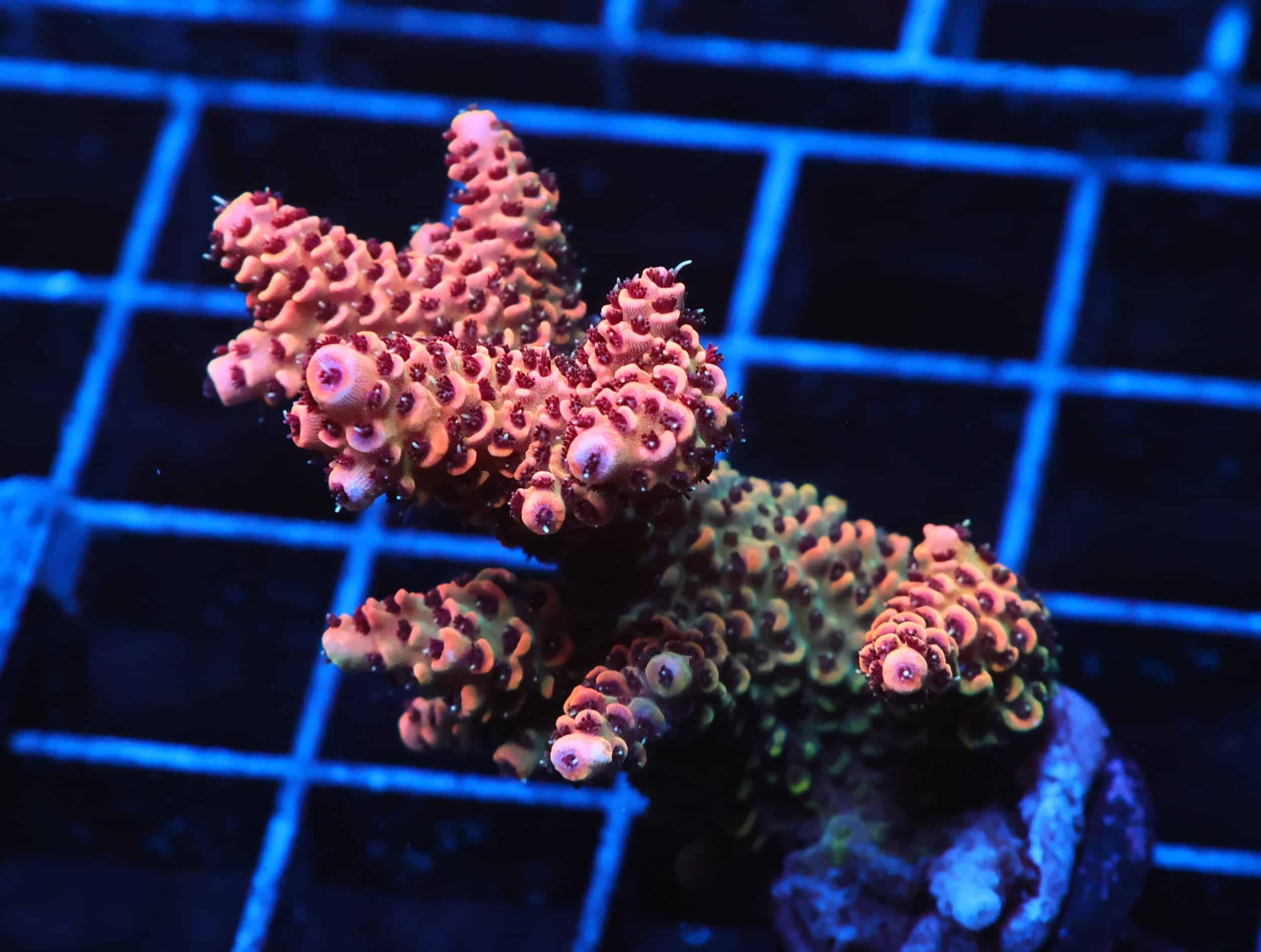 C295 - WWC SUNKIST BOUNCE RHODACTIS