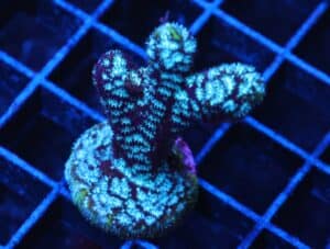 C75 - SDC MR FREEZE LEPTOSERIS - ANTLERS