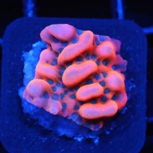 C83 - SDC LAVA LAMP MONTIPORA
