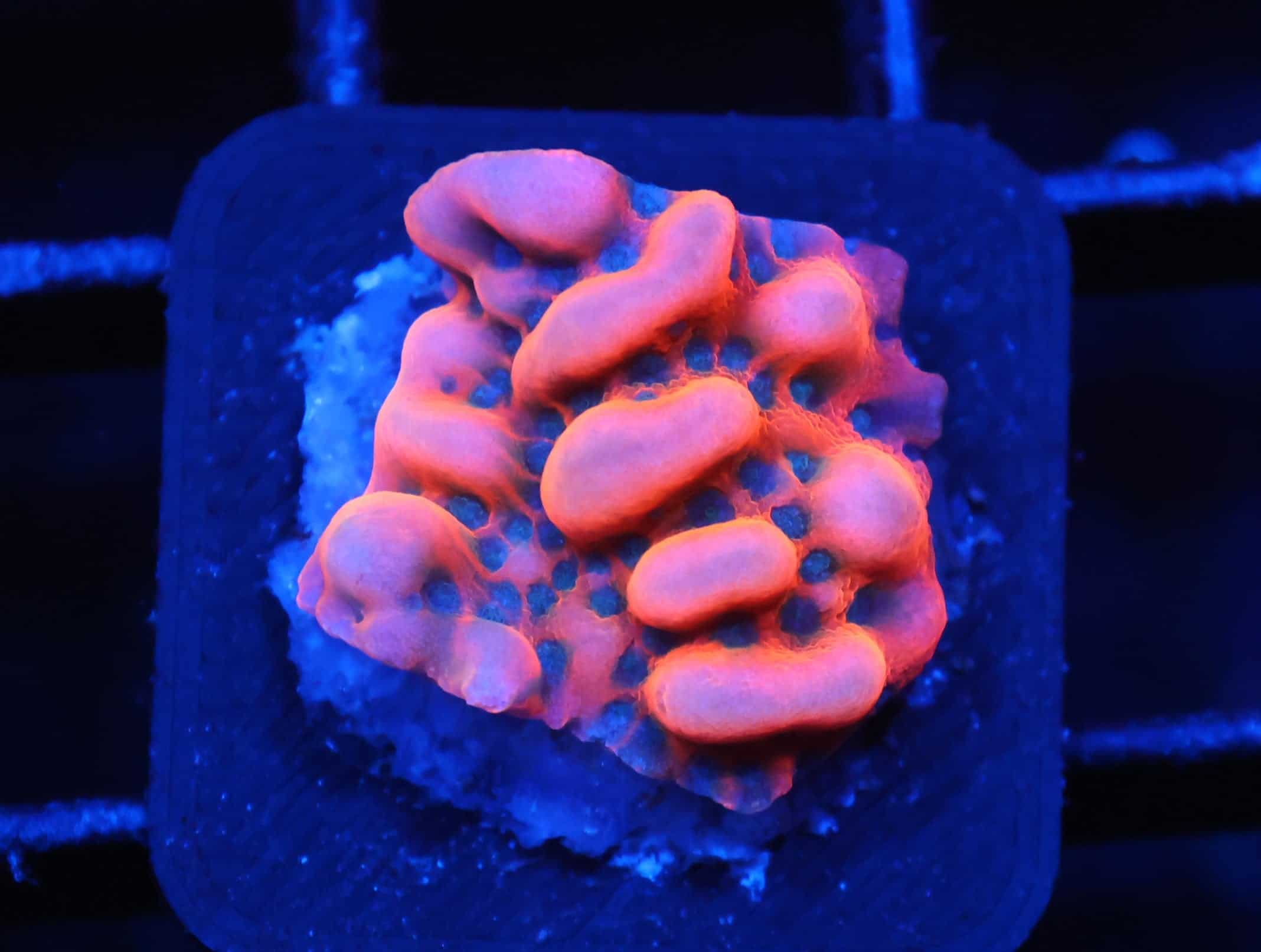 C83 - SDC LAVA LAMP MONTIPORA