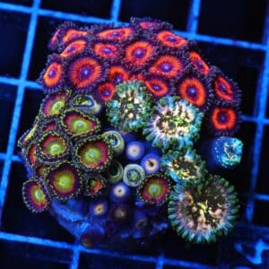 C94 - CULTURED ZOA GARDEN
