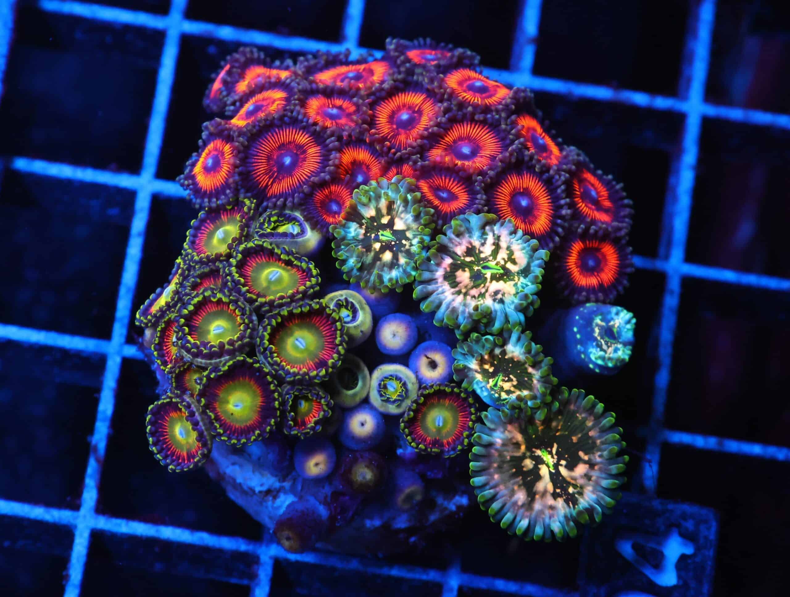 C94 - CULTURED ZOA GARDEN