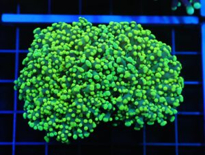 D52 - INDO FROGSPAWN BRANCH GAMMA RAY 2 HEAD